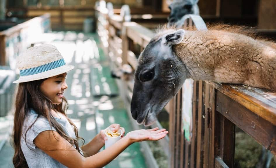 Zoológico de cali 