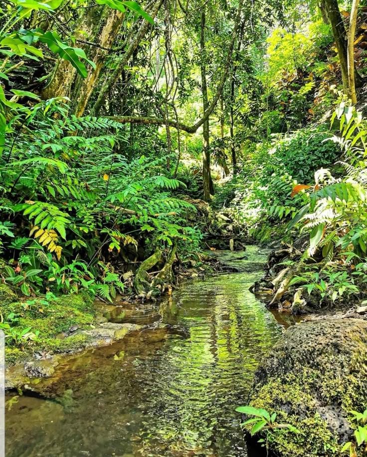 amazonas