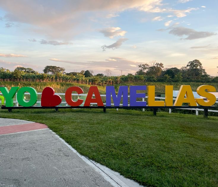 camelias