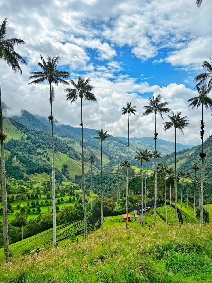 cocora