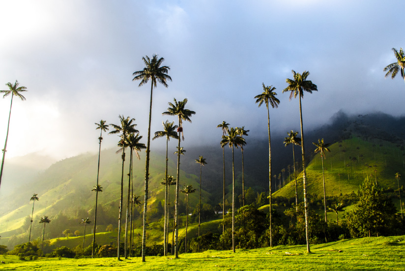 cocora